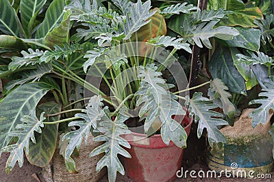 Thaumatophyllum xanadu plant on pot in farm Stock Photo