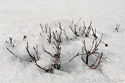 thawed areas around bushes in early spring Stock Photo