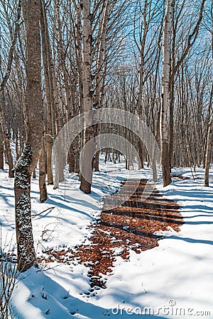 Thawed patches in the snowy forest. Spring coming Stock Photo