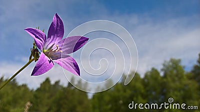 Thee flower of sammer dreams Stock Photo