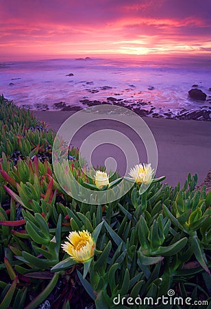 Thee Iceplants in the Pacific Coast Stock Photo