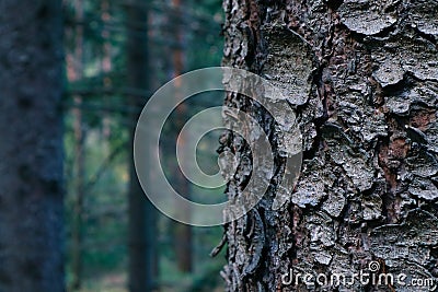 Thee trunk closeup, mystical pine woods on the background. Pine Stock Photo