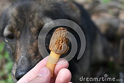 Wrinkled mushroom in hand against the background of a dark dog Stock Photo