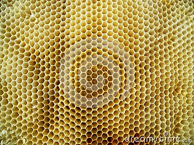 The theme apiary Stock Photo