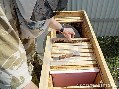 The theme apiary Stock Photo