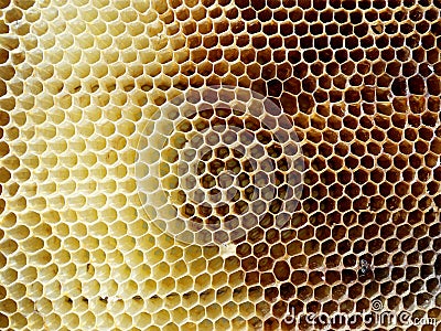 The theme bees Stock Photo