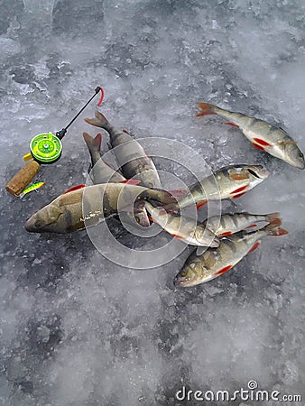 The theme of winter fishing. Perch fish on the ice. Stock Photo