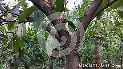 Theobroma cacao Stock Photo