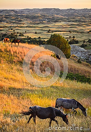 Theodore Roosevelt National Park, Stock Photo