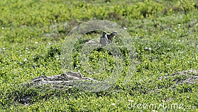 Theodore Roosevelt National Park - South Unit- two pair of prairie dogs Stock Photo