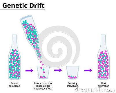 Theory of genetic drift. Bottleneck effect. Vector Illustration