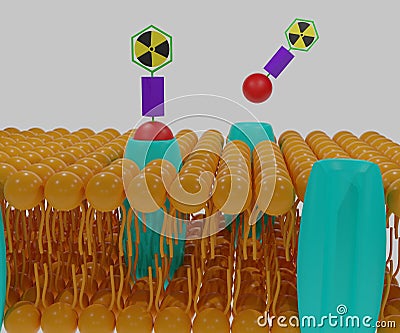 A radionuclide is combined with a targeting vector (Binding molecule) Stock Photo