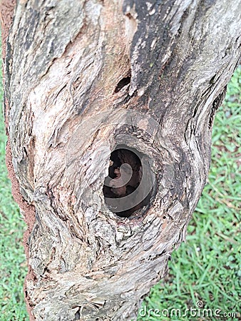 There is another life in a tree hole Stock Photo