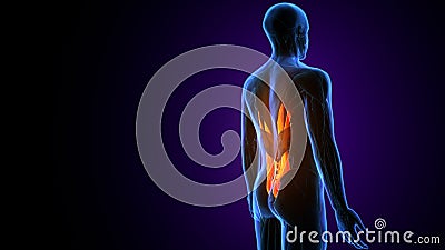 3d illustration of human body muscle part anatomy Stock Photo