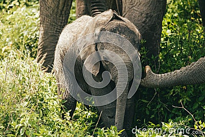 there is a baby elephant standing next to an adult elephant Stock Photo