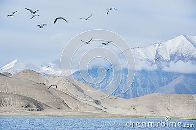 Many birds flying above the lake Stock Photo
