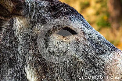 there is a bull standing in the woods looking up at something Stock Photo