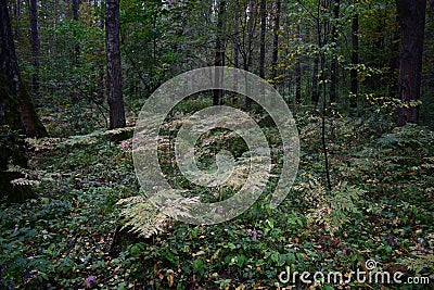 There is a clearing of green grass and ferns in the deciduous forest. Colorful leaves. Moss on trees Stock Photo