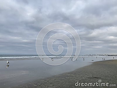There are countless water birds on the beach looking for food Stock Photo