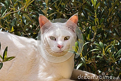 White cat posing in the sun Stock Photo