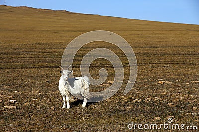 There is a goat grazing on the yellow grassland Stock Photo