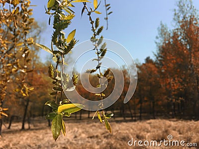 Willow tree hanging in spring Stock Photo