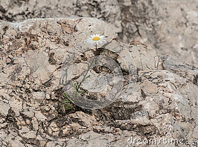 There is Hope, Daisy Growing on a Boulder Stock Photo