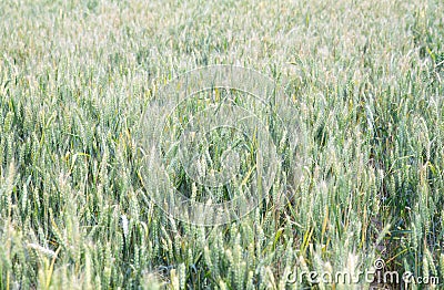 There are large areas of green and ripe wheat in the fields Stock Photo