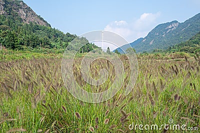 There are large tracts of Dog tail grass in the field Stock Photo