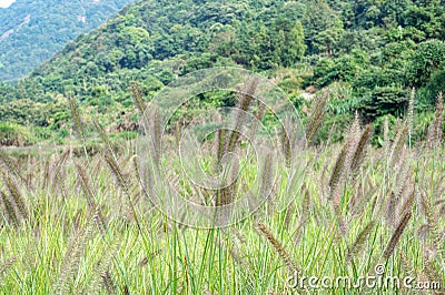 There are large tracts of Dogtail grass in the field Stock Photo