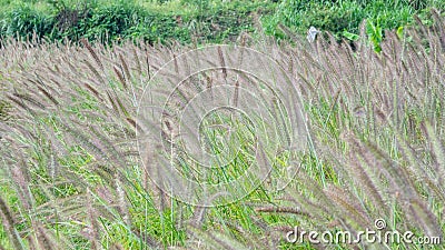 There are large tracts of Dogtail grass in the field Stock Photo