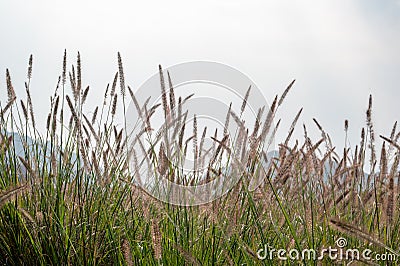 There are large tracts of Dogtail grass in the field Stock Photo