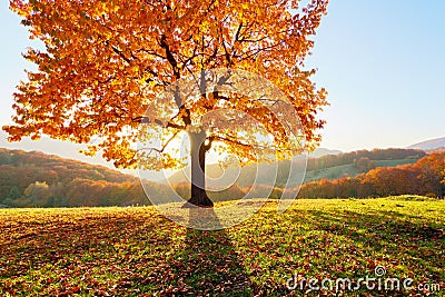 There is a lonely lush tree on the lawn covered with orange leaves through which the sun rays are shining. Autumn rural scenery. Stock Photo