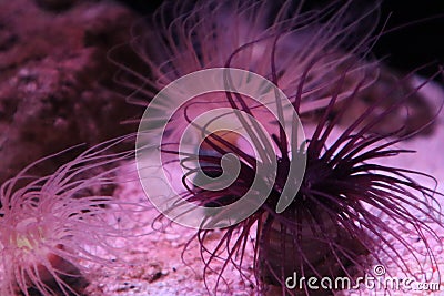 Sea anemone in black Stock Photo