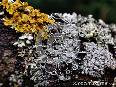 There are a lot of small biomes in the forest. Stock Photo