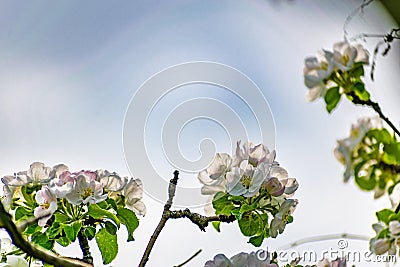 There are a lot of white blossoms on the Apple tree. Fluffy delicate petals on thin branches and green leaves. Stock Photo