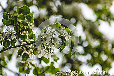 There are a lot of white blossoms on the Apple tree. Fluffy delicate petals on thin branches and green leaves. Stock Photo