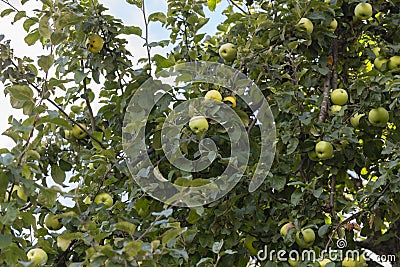 there are lots of apples in sour green apple tree,fruity apple tree, Stock Photo
