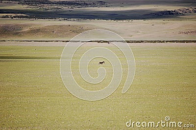 There is a lovely brown Tibetan donkey on the beautiful vast green prairie Stock Photo