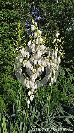 there are many beautiful white bell-shaped flowers on the long stem of the Yuki flower Stock Photo