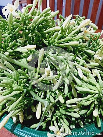There are many benefits of papaya flowers Stock Photo