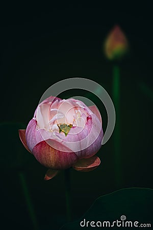 The lotus in bud is in front of the dark background Stock Photo