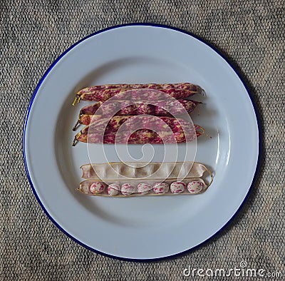 Few whole cranberry bean with one cut into halves open with the beans exposed on blue enamelware plate Stock Photo