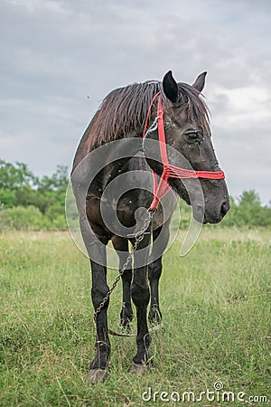 There are many parasitic insects, flies on the horse`s body and eyes. Horse used on the farm. Stock Photo