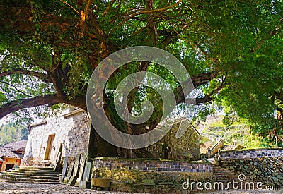 Ancient banyan tree Stock Photo