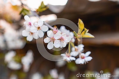 There are many white flowers on the cherry tree. Fluffy delicate petals on thin twigs and green leaves. Stock Photo