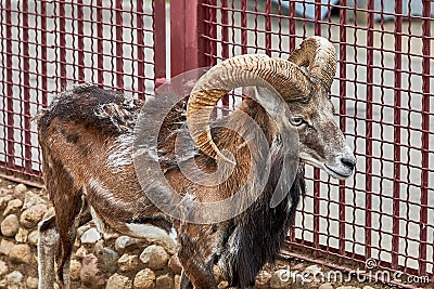 There is a mountain goat in poor condition in a cage Stock Photo