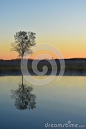 A Lone Tree Reflected on the Water Stock Photo