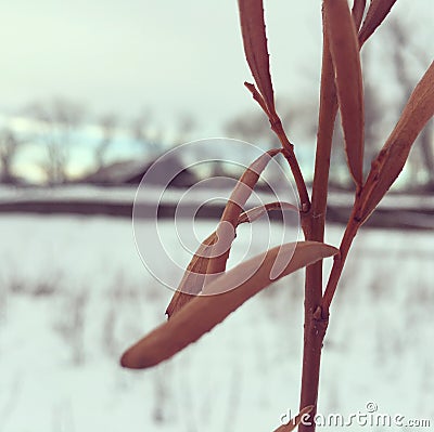 Dying plant in front of farm house Stock Photo