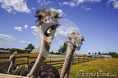 These are ostriches on an ostrich farm. These are cute funny animals with long eyelashes and expressive eyes. He catches food with Stock Photo